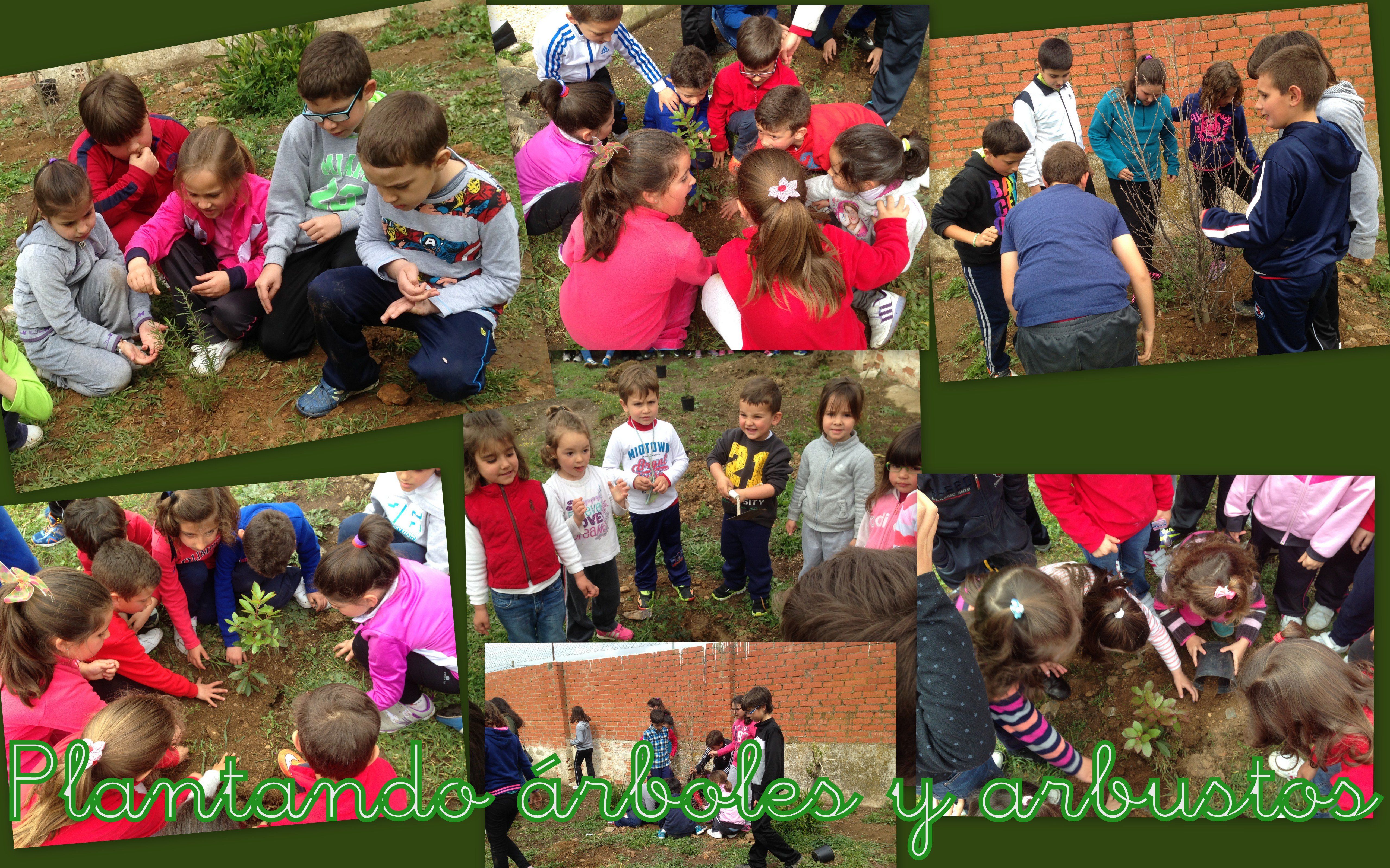 plantas15