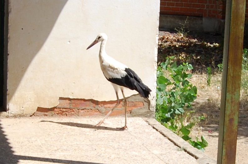 cigea